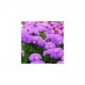 Агератум Мексиканский фиолетовый (purple) семена (Moravoseed)