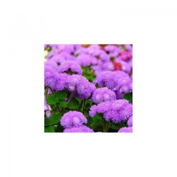 Агератум Мексиканский фиолетовый (purple) семена (Moravoseed)