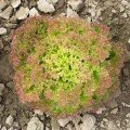 Мерлот насіння салату Лолло Росса (Moravoseed)