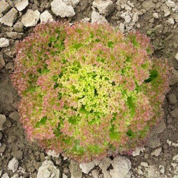 Мерлот насіння салату Лолло Росса (Moravoseed)