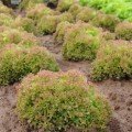 Мерлот насіння салату Лолло Росса (Moravoseed)