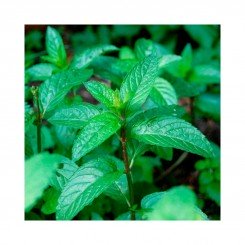 М'ята перцевого насіння (GL Seeds)