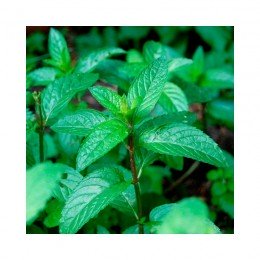 М'ята перцевого насіння (GL Seeds)