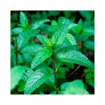 М'ята перцевого насіння (GL Seeds) М'ята перцевого насіння (GL Seeds)