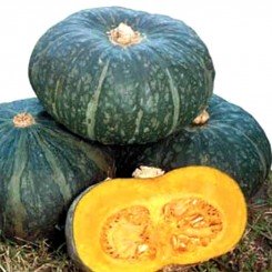Микофу F1 семена тыквы среднеранней 90 дн. 1,5-1,7 кг темн-зел. (Soto Seeds)