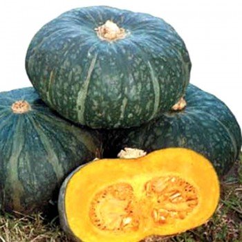 Микофу F1 семена тыквы среднеранней 90 дн. 1,5-1,7 кг темн-зел. (Soto Seeds)