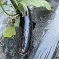 Милая F1 семена баклажана раннего (Lark Seeds)