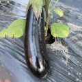 Милая F1 семена баклажана раннего (Lark Seeds)