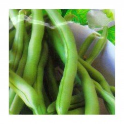 Монтана семян фасоли спаржевой (GL Seeds)