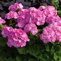 Мультіблум F1 лавандова (Multibloom F1 Lavender) насіння пеларгонії (Syngenta)