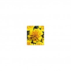 Наоми Yellow Face семена бархатцев французских (Kitano Seeds)