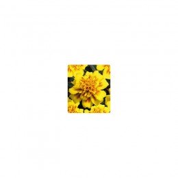Наомі Yellow Face насіння чорнобривців французьких (Kitano Seeds)