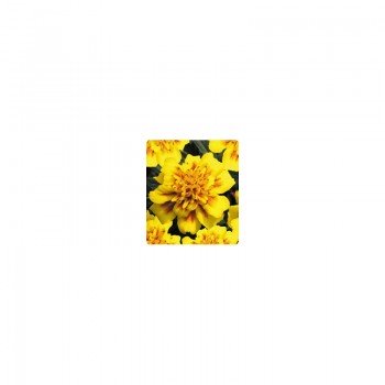 Наоми Yellow Face семена бархатцев французских (Kitano Seeds)