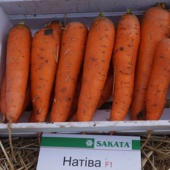 Натив F1 семян моркови (Sakata)