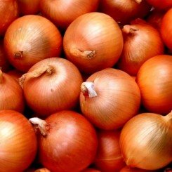 Ліночка F1 (Оленка) CoraSpeed насіння цибулі ріпчастої жовтої (Cora Seeds)
