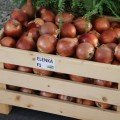 Ліночка F1 (Оленка) CoraSpeed насіння цибулі ріпчастої жовтої (Cora Seeds)