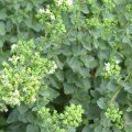 Орегано грецьке насіння орегано (Semo)