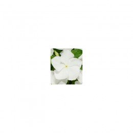Паула White (белый) семена барвинка ампельного (Kitano Seeds)