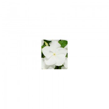 Паула White (белый) семена барвинка ампельного (Kitano Seeds)
