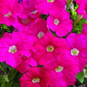 Пикобелла F1 розовая (pink) семена петунии миллифлора (Syngenta)