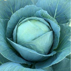 PL 9416 F1 семена капусты белокочанной (Ergon seeds)