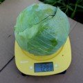 PL 9416 F1 семена капусты белокочанной (Ergon seeds)