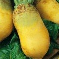 Переможець насіння буряка кормового жовтого (Геліос)