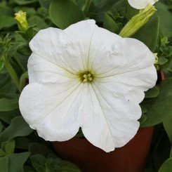 Присм Уайт F1 (White) семена петунии грандифлора дражированная (Floranova)