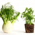 Прянощі для салатів набір насіння (Seedera)