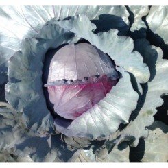 Ред Класс F1 семена капусты красноголовой (Lark Seeds)