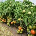 Ріксос F1 насіння помідора детермінантного (Solare Sementi)