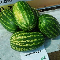 Роміна F1 насіння кавуна середнього (Cora Seeds)