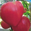 Розовый мед семена томата полудетерминантного (Гелиос)