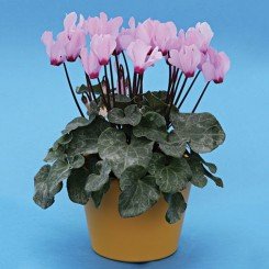 Розмари семян цикламена мини (Cerny)