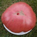 Розовый бегемот семян помидора индетерминантного (GL Seeds)