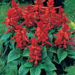 Сахара семян сальвии (GL Seeds)