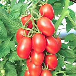 Цукрова злива насіння детермінантного томату (GL Seeds)