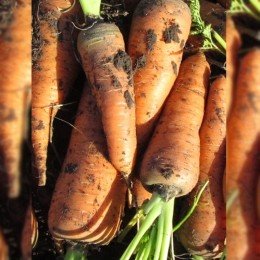 Сахарная королева семян моркови