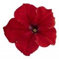 Саксес F1 красная (red) семена петунии грандифлора (Benary)
