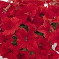 Саксес F1 червона (red) насіння петунії грандіфлора (Benary)