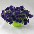Саксес F1 синяя (blue) семена петунии грандифлора (Benary)