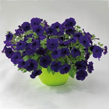 Саксес F1 синяя (blue) семена петунии грандифлора (Benary)