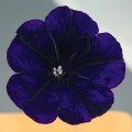 Саксес F1 синяя (blue) семена петунии грандифлора (Benary)