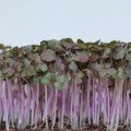 Салат гірчичний червоний насіння мікрозелене (Agrocity)