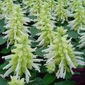 Аморе біла (white) насіння сальвії (Hem Genetics)