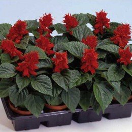 Аморе скарлет семян сальвии (Hem Genetics)