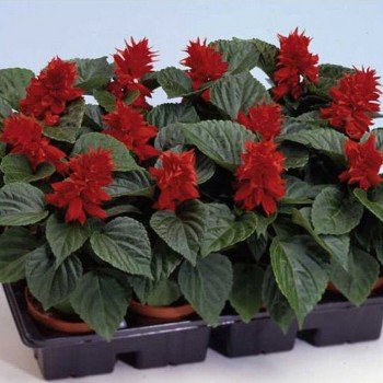 Аморе скарлет насіння сальвії (Hem Genetics)
