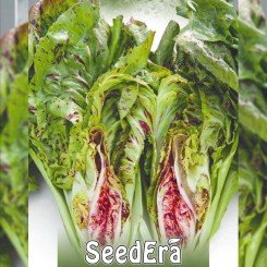 Щербет семян салатного цикория тип Радиччио (Seedera)