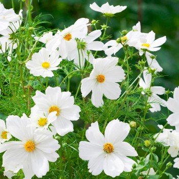 Сенсейшин Пьюріті насіння космеї (Floragran)