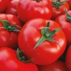Шахмат F1 семена томата индет. раннего окр. 220-240 гр. красный (Manier)